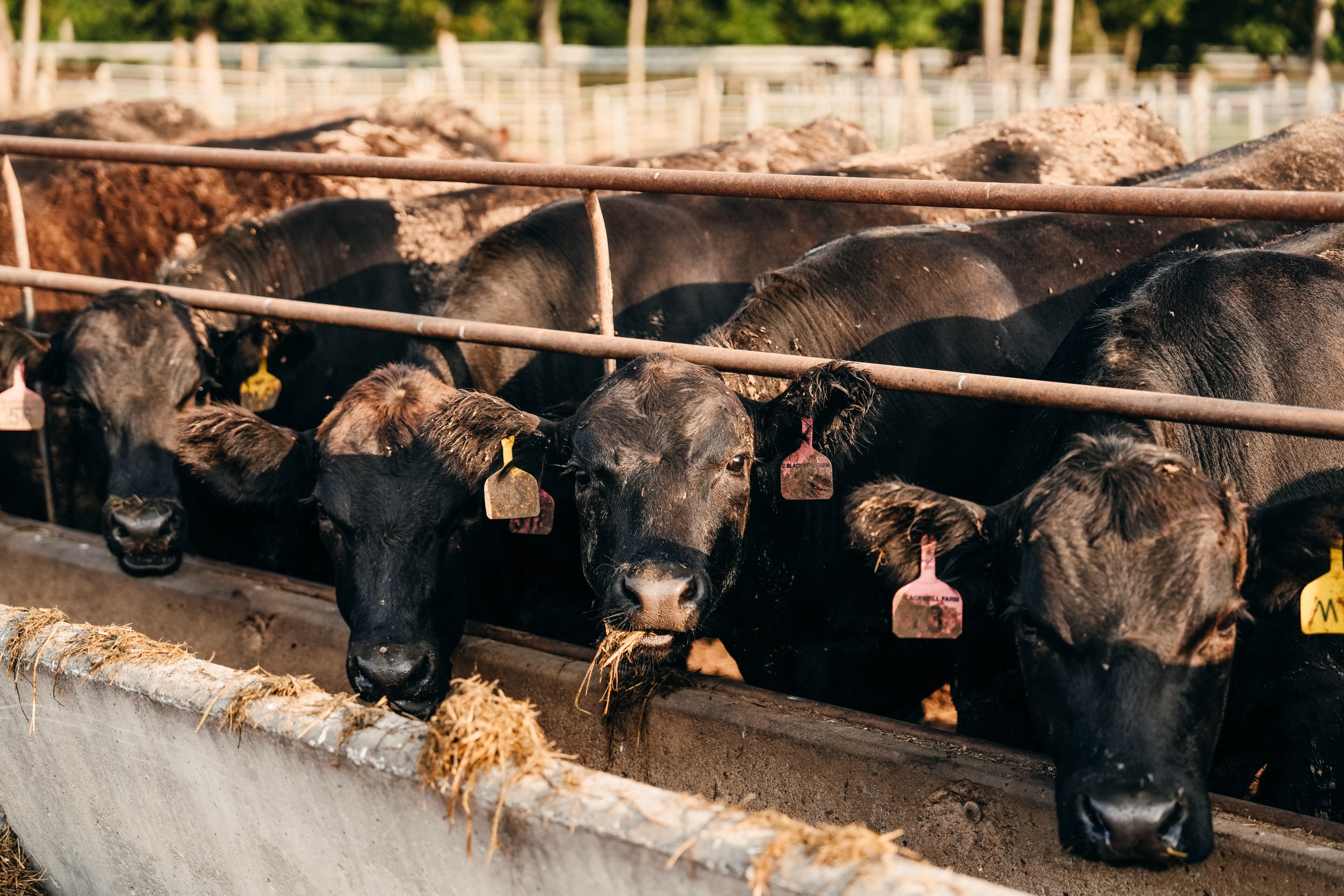 Close-up of black cattle at a feeding trough, showcasing ear tags for identification. The cows are engaged in feeding, with a background of a farm setting.